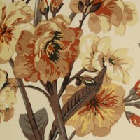 Camellia H1 Acorn