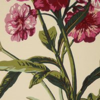 Camellia H2 Raspberry