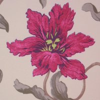 Lily H2 Raspberry