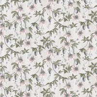 Passiflora ML34 Blushed