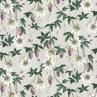 Passiflora ML36 Sorbet
